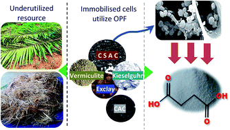 Graphical abstract: Potential use of coconut shell activated carbon as an immobilisation carrier for high conversion of succinic acid from oil palm frond hydrolysate