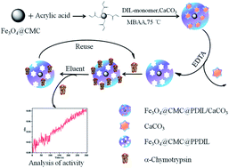 Graphical abstract: The solid-phase extraction of α-chymotrypsin based on a novel porous polymeric dianionic ionic liquid-coated magnetic material