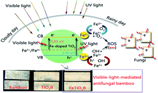 Graphical abstract: Visible-light-mediated antifungal bamboo based on Fe-doped TiO2 thin films