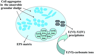 Graphical abstract: Characterization of uranium in the extracellular polymeric substances of anaerobic granular sludge used to treat uranium-contaminated groundwater