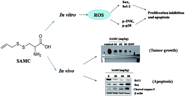 Graphical abstract: S-Allylmercaptocysteine induces G2/M phase arrest and apoptosis via ROS-mediated p38 and JNK signaling pathway in human colon cancer cells in vitro and in vivo