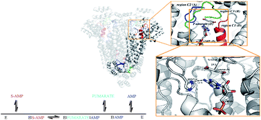 Graphical abstract: Biochemical, thermodynamic and structural studies of recombinant homotetrameric adenylosuccinate lyase from Leishmania braziliensis