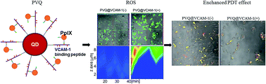 Graphical abstract: Photodynamic therapy targeting VCAM-1-expressing human umbilical vein endothelial cells using a PpIX–VCAM-1 binding peptide–quantum dot conjugate