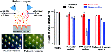Graphical abstract: Dual-nozzle spray deposition process for improving the stability of proteins in polymer microneedles