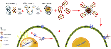 Graphical abstract: AS1411 aptamer conjugated gold nanoclusters as a targeted radiosensitizer for megavoltage radiation therapy of 4T1 breast cancer cells