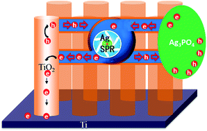 Graphical abstract: Electron transportation path build for superior photoelectrochemical performance of Ag3PO4/TiO2