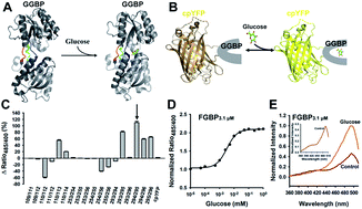 Graphical abstract: Glucose monitoring in living cells with single fluorescent protein-based sensors