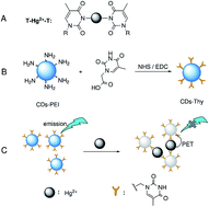 Graphical abstract: Highly selective fluorescent carbon dots probe for mercury(ii) based on thymine–mercury(ii)–thymine structure