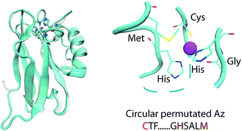 Graphical abstract: Engineering the metal-binding loop at a type 1 copper center by circular permutation