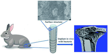 Graphical abstract: Vancomycin-loaded titanium coatings with an interconnected micro-patterned structure for prophylaxis of infections: an in vivo study