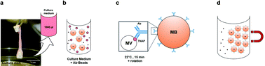 Graphical abstract: A novel method for the collection of nanoscopic vesicles from an organotypic culture model