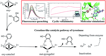 Graphical abstract: Understanding the inhibitory mechanism of tea polyphenols against tyrosinase using fluorescence spectroscopy, cyclic voltammetry, oximetry, and molecular simulations