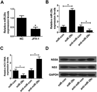 Graphical abstract: MiR-29c inhibits HCV replication via activation of type I IFN response by targeting STAT3 in JFH-1-infected Huh7 cells