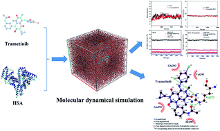 Graphical abstract: Combined spectroscopy methods and molecular simulations for the binding properties of trametinib to human serum albumin