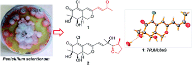 Graphical abstract: Penicilazaphilones D and E: two new azaphilones from a sponge-derived strain of the fungus Penicillium sclerotiorum