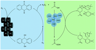 Graphical abstract: Development of semi-continuous chemo-enzymatic terpene epoxidation: combination of anthraquinone autooxidation and the lipase-mediated epoxidation process