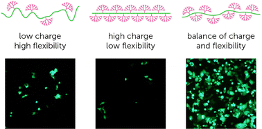 Graphical abstract: Synthetically controlling dendrimer flexibility improves delivery of large plasmid DNA