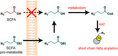 Graphical abstract: Bioorthogonal pro-metabolites for profiling short chain fatty acylation