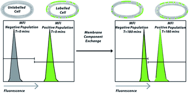 Graphical abstract: A flow cytometry assay to quantify intercellular exchange of membrane components