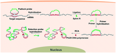 Graphical abstract: Highly specific imaging of mRNA in single cells by target RNA-initiated rolling circle amplification
