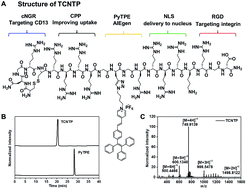 Graphical abstract: Dual-targeted peptide-conjugated multifunctional fluorescent probe with AIEgen for efficient nucleus-specific imaging and long-term tracing of cancer cells