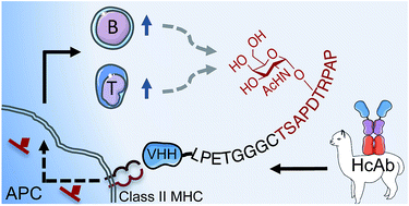 Graphical abstract: Targeted antigen delivery by an anti-class II MHC VHH elicits focused αMUC1(Tn) immunity
