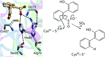 Graphical abstract: Desulfination by 2′-hydroxybiphenyl-2-sulfinate desulfinase proceeds via electrophilic aromatic substitution by the cysteine-27 proton