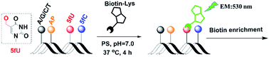 Graphical abstract: Enrichment and fluorogenic labelling of 5-formyluracil in DNA