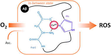 Graphical abstract: Identification of key structural features of the elusive Cu–Aβ complex that generates ROS in Alzheimer’s disease