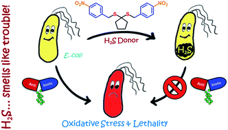 Graphical abstract: “On demand” redox buffering by H2S contributes to antibiotic resistance revealed by a bacteria-specific H2S donor