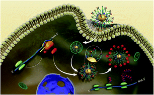 Graphical abstract: Regulation and imaging of gene expression via an RNA interference antagonistic biomimetic probe