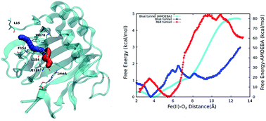 Graphical abstract: Computational investigation of O2 diffusion through an intra-molecular tunnel in AlkB; influence of polarization on O2 transport