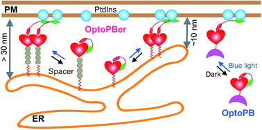 Graphical abstract: Optical control of membrane tethering and interorganellar communication at nanoscales