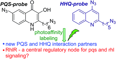 Graphical abstract: Identification of new quorum sensing autoinducer binding partners in Pseudomonas aeruginosa using photoaffinity probes