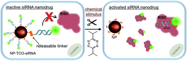 Graphical abstract: Controlled in-cell activation of RNA therapeutics using bond-cleaving bio-orthogonal chemistry