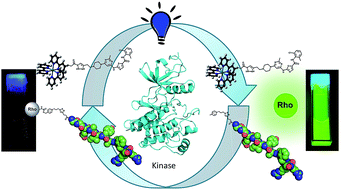 Graphical abstract: Kinase-templated abiotic reaction