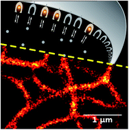 Graphical abstract: Protein labeling for live cell fluorescence microscopy with a highly photostable renewable signal