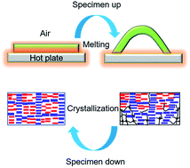 Graphical abstract: A new function for thermal phase transition-based polymer actuators: autonomous motion on a surface of constant temperature