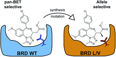 Graphical abstract: Optimization of a “bump-and-hole” approach to allele-selective BET bromodomain inhibition