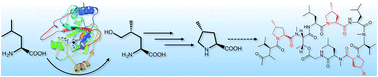 Graphical abstract: Biosynthesis of methyl-proline containing griselimycins, natural products with anti-tuberculosis activity