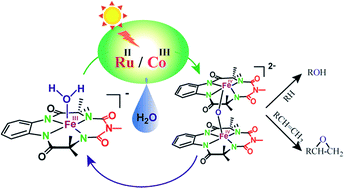 Graphical abstract: Selective photocatalytic hydroxylation and epoxidation reactions by an iron complex using water as the oxygen source