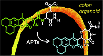 Graphical abstract: Michael addition-based probes for ratiometric fluorescence imaging of protein S-depalmitoylases in live cells and tissues