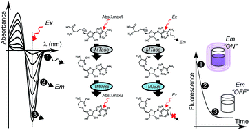 Graphical abstract: A simplified characterization of S-adenosyl-l-methionine-consuming enzymes with 1-Step EZ-MTase: a universal and straightforward coupled-assay for in vitro and in vivo setting