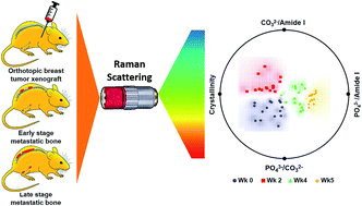 Graphical abstract: Label-free Raman spectroscopy provides early determination and precise localization of breast cancer-colonized bone alterations