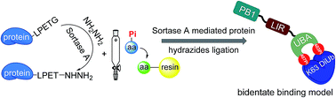 Graphical abstract: Sortase-mediated chemical protein synthesis reveals the bidentate binding of bisphosphorylated p62 with K63 diubiquitin