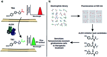 Graphical abstract: Thiophene bridged aldehydes (TBAs) image ALDH activity in cells via modulation of intramolecular charge transfer