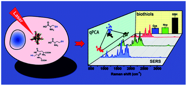 Graphical abstract: Simultaneous quantification of multiple endogenous biothiols in single living cells by plasmonic Raman probes