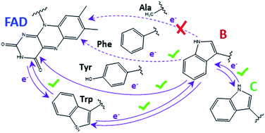 Graphical abstract: Functional role of an unusual tyrosine residue in the electron transfer chain of a prokaryotic (6–4) photolyase