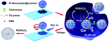 Graphical abstract: Integration of intracellular telomerase monitoring by electrochemiluminescence technology and targeted cancer therapy by reactive oxygen species