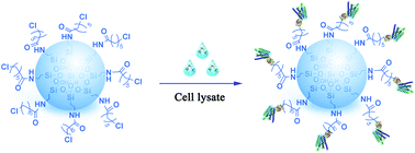 Graphical abstract: One-step methodology for the direct covalent capture of GPCRs from complex matrices onto solid surfaces based on the bioorthogonal reaction between haloalkane dehalogenase and chloroalkanes